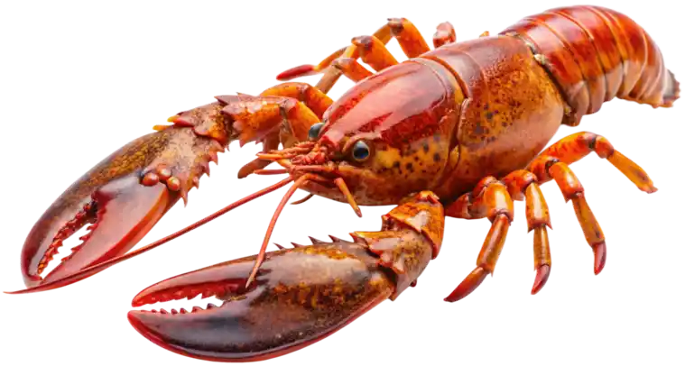 Lobster